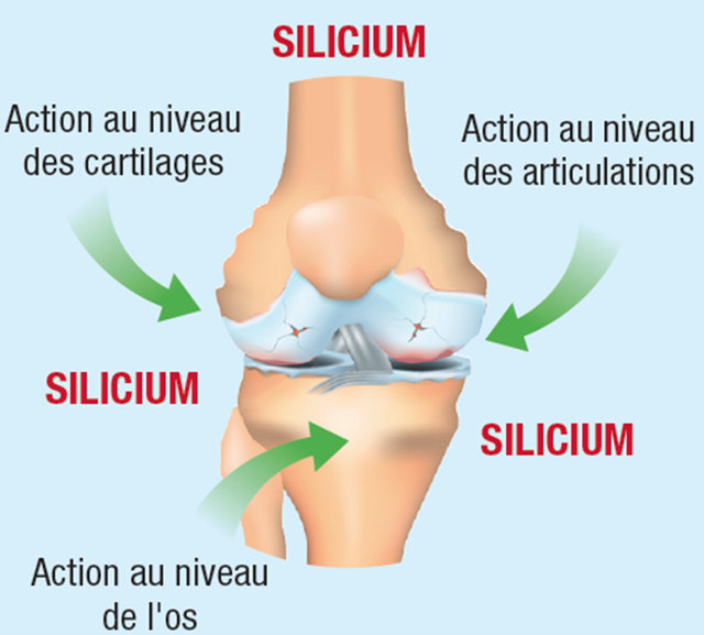 Siléo-buvable-silicium-arthrose